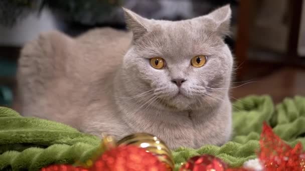 Сірий Шотландський Кіт Сидить Підлозі Фоні Різдвяних Ялинкових Прикрас Близько — стокове відео