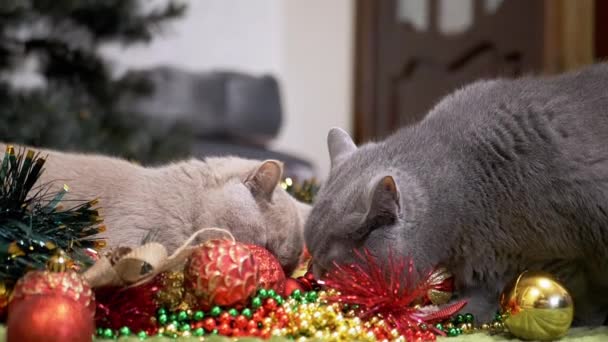 Deux Chats Ludiques Jouant Avec Des Décorations Noël Des Jouets — Video