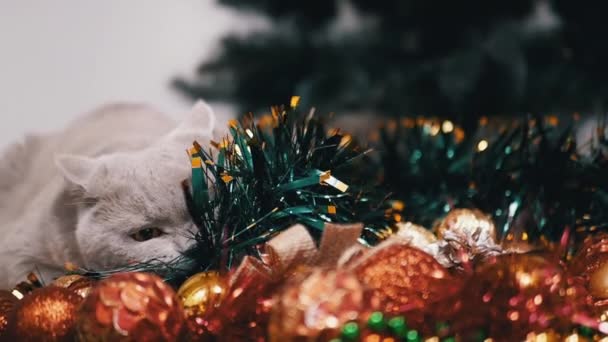 Cat Domestik Bermain Dengan Bola Pohon Natal Lantai Kamar Tutup — Stok Video