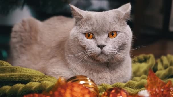 Graue Schottische Katze Sitzt Auf Dem Boden Hintergrund Des Christbaumschmucks — Stockvideo