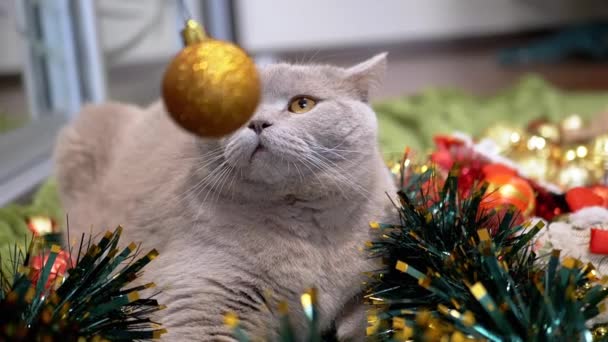 クリスマスの装飾で床に猫がいるスパークリングボールで遊ぶ手 クローズアップ カメラを見ている緑色の目をした大きなふわふわのネコ 2025年について ペットゲーム — ストック動画