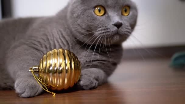 Grey British Playful Cat Playing Christmas Shiny Golden Ball Close — Stock Video