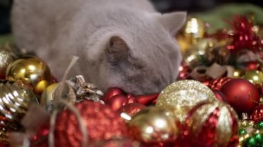 Evcil Kedi Noel Ağacı Toplarıyla Odada Oynuyor, Kapatın. Noel arkaplanındaki komik gri kedi parlak renkli Noel süsleri, oyuncaklar ve çelenkler. Mutlu Noeller, 2025.