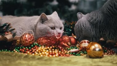 Noel süslemeleri ve Noel Oyuncakları ve Balolarla Oynayan İki Oyuncak. Yumuşak gri İngiliz kedileri yerde çelenk kokluyor. Yan görüş. Noel 'in renkli arka planı. Evcil hayvan oyunu, davranış. 2025.