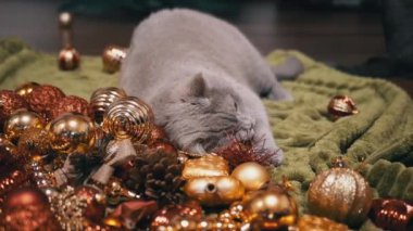 Evcil Kedi Noel Ağacı Toplarıyla Odada Oynuyor, Kapatın. Noel arkaplanındaki komik gri kedi parlak renkli Noel süsleri, oyuncaklar ve çelenkler. Mutlu Noeller, 2025.