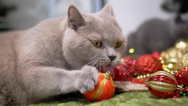 Gato Doméstico Jugando Con Bolas Árbol Navidad Piso Habitación Cerca — Vídeo de stock