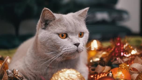 苏格兰灰猫坐在背景圣诞树装饰的地板上 靠近点有趣的猫绿色的眼睛闪亮的彩色圣诞球 2025年圣诞快乐 — 图库视频影像