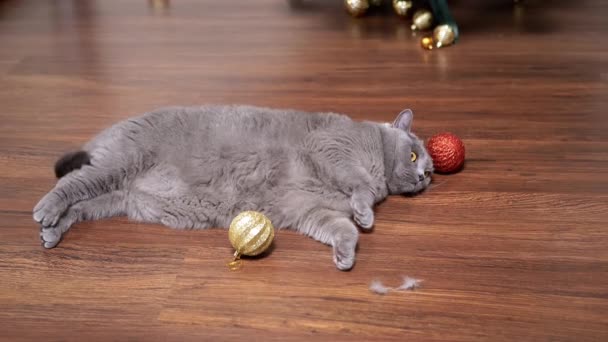灰色苏格兰猫躺在地板上 房间里有圣诞球 靠近点伸展 在房间的内部 有一双绿眼睛的疲惫而纯正的猫 复制空间 新的一年2025年宠物 — 图库视频影像