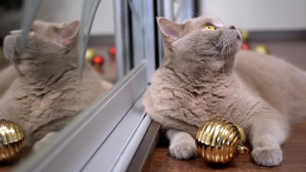 Grå Skotsk Katt Ligger Golvet Med Julkula Reflekteras Spegeln Närbild — Stockvideo