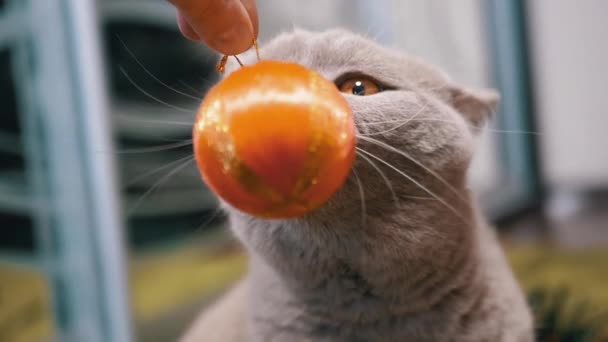 Mano Jugando Con Una Brillante Bola Naranja Con Gato Cerca — Vídeos de Stock