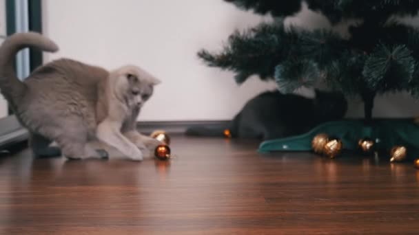 Active Gray British Cat Plays Christmas Ball Floor Room Close — Stock Video