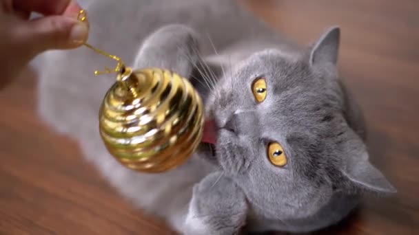 灰蒙蒙的英国爱玩的猫在玩圣诞节的金球 靠近点肖像 一只绿色眼睛的毛茸茸的大猫躺在地板上 抓起球 舔了舔 宠物游戏 — 图库视频影像