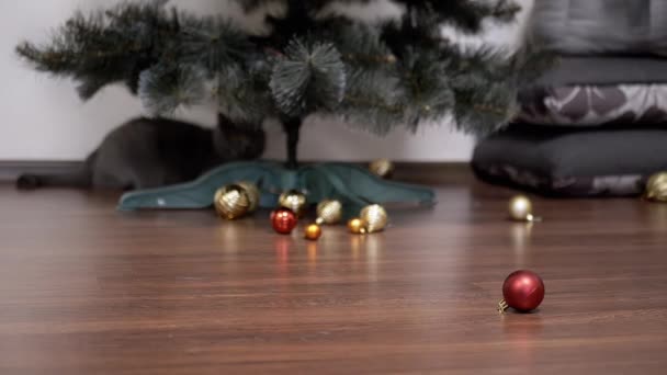 アクティブな灰色の英国の猫は 部屋の床にクリスマスボールをプレイします クローズアップ 面白いペットが走り カメラでおもちゃでジャンプします ブレイクした動き クリスマスツリー 2025年 ペットゲーム — ストック動画