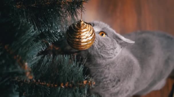 Close Gato Cinzento Britânico Brincando Com Decorações Natal Ramo Fir — Vídeo de Stock