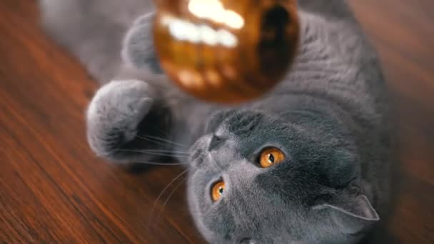 灰色の英国の遊び心のある猫はクリスマスの光沢のある黄金球と遊んでいます クローズアップ ポートレイト 戻った 緑色の目をした大きなふわふわした猫が床に横たわり 足でボールをつかむ ペットゲーム — ストック動画