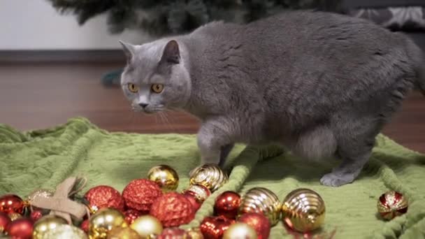 Grå Brittisk Katt Promenader Bakgrunden Julgran Dekorationer Rum Närbild Charmig — Stockvideo
