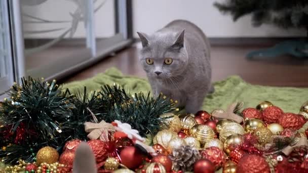 グレイ ブリティッシュ キャットは 部屋で散らばったクリスマスの装飾のバンチを見ます クローズアップ フロントビュー カメラを見ている 緑色の目を持つ奇妙なふわふわの猫は 自宅で新年を祝っています 2025年 — ストック動画