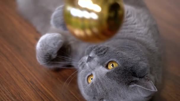Graue Britische Verspielte Katze Spielt Mit Goldenem Weihnachtsball Aus Nächster — Stockvideo