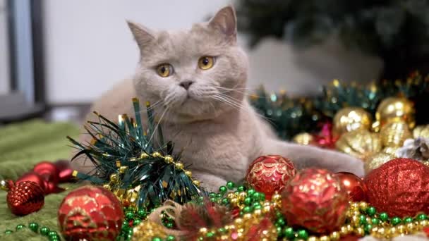 Harmaa Scottish Cat Istuu Lattialla Taustalla Joulukuusi Koristeet Sulje Hauska — kuvapankkivideo
