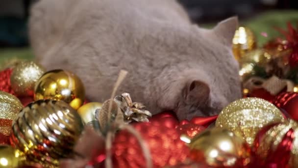 Házi Macska Játszik Val Karácsonyfa Labdák Padlón Szobában Közelkép Vicces — Stock videók