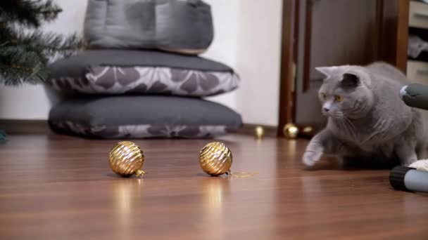 活跃的灰色英国猫在房间地板上玩圣诞球 靠近点有趣的宠物带着玩具在镜头前跑来跑去 模糊的动议 圣诞树 新的一年2025年宠物游戏 — 图库视频影像