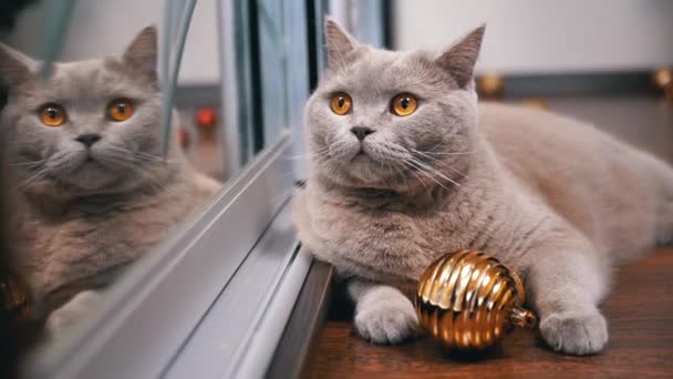 Szary Szkocki Kot Leży Podłodze Piłką Świąteczną Odbity Lustrze Zamknij — Wideo stockowe