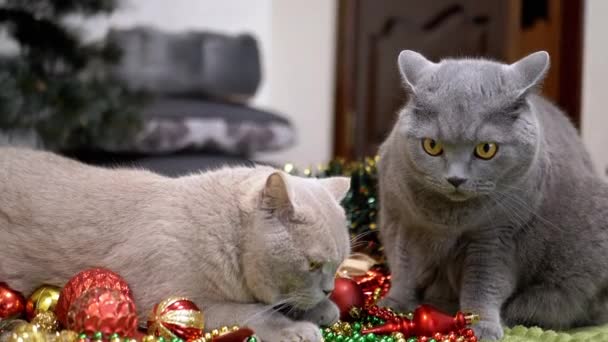 Två Lekfulla Katter Leker Med Juldekorationer Och Julleksaker Bollar Fluffy — Stockvideo