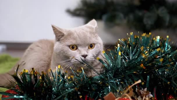 靠近点 灰色苏格兰猫坐在一个圣诞闪烁着绿色花环的房间里 国内毛茸茸的纯种猫 绿眼环视四周 圣诞装饰品2025年新年 — 图库视频影像
