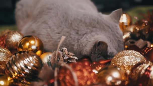 部屋の床にクリスマスツリーボールで遊ぶ国内猫 閉じます クリスマスの背景の面白い灰色の猫は 光沢のあるカラフルなクリスマスの装飾 おもちゃ そしてガーランド メリークリスマス 2025 — ストック動画