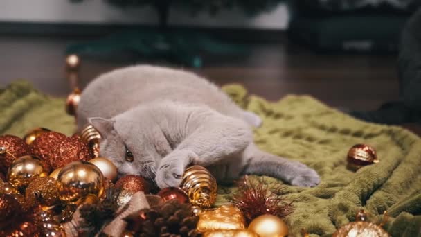 Домашняя Кошка Играющая Рождественскими Игрушками Полу Комнате Закрывается Забавный Серый — стоковое видео