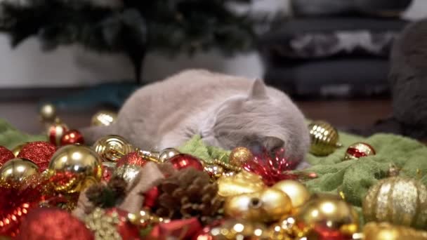 Gato Doméstico Brincando Com Bolas Árvore Natal Chão Quarto Close — Vídeo de Stock