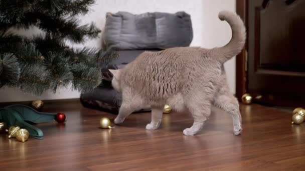 Two British Fluffy Cats Play Christmas Balls Christmas Tree Close — Stock Video