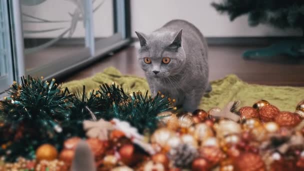 Szary Brytyjski Kot Patrzy Bandę Rozrzuconych Dekoracji Świątecznych Pokoju Zamknij — Wideo stockowe