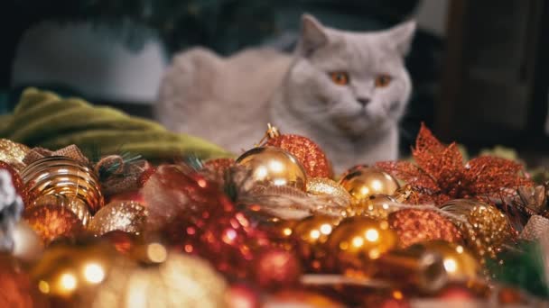 Szary Szkocki Kot Siedzi Podłodze Tle Ozdoby Choinkowe Zamknij Drzwi — Wideo stockowe