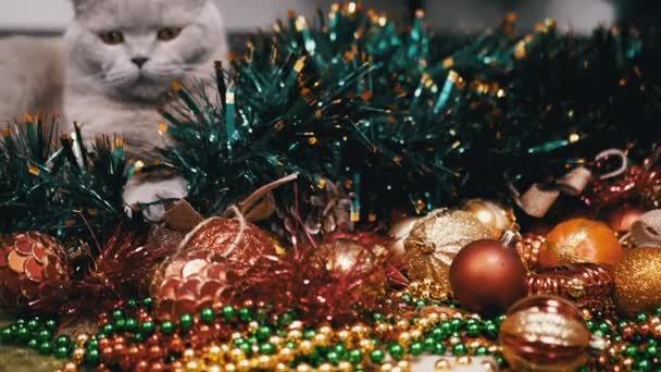 Сірий Шотландський Кіт Сидить Підлозі Фоні Різдвяних Ялинкових Прикрас Близько — стокове відео