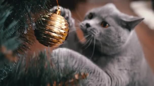 Close Gato Cinzento Britânico Brincando Com Decorações Natal Ramo Fir — Vídeo de Stock