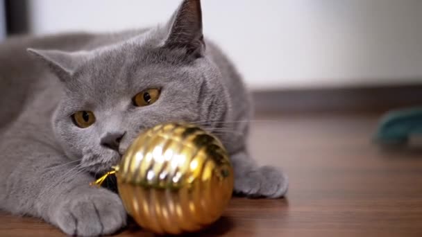 Grey British Playful Cat Παίζοντας Λαμπερή Χρυσή Μπάλα Των Χριστουγέννων — Αρχείο Βίντεο