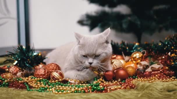 Evcil Kedi Noel Ağacı Toplarıyla Odada Oynuyor Kapatın Noel Arkaplanındaki — Stok video
