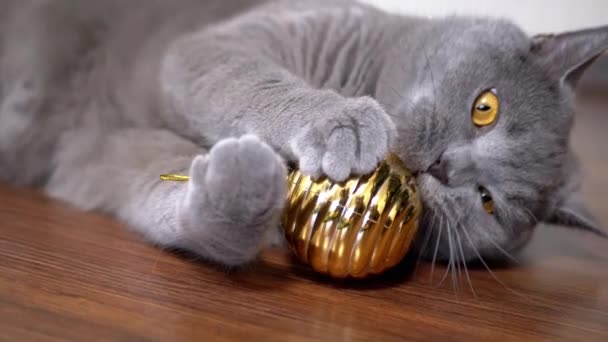 灰蒙蒙的英国爱玩的猫在玩圣诞节的金球 靠近点肖像 一只绿色眼睛的毛茸茸的大猫躺在地板上 抓起球 舔了舔 宠物游戏 — 图库视频影像