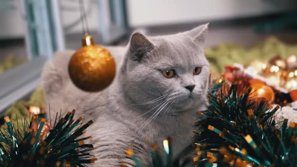 크리스마스 장식에 바닥에 고양이와 스파클링 닫으세요 카메라를 바라보는 푹신한 순수한 — 비디오