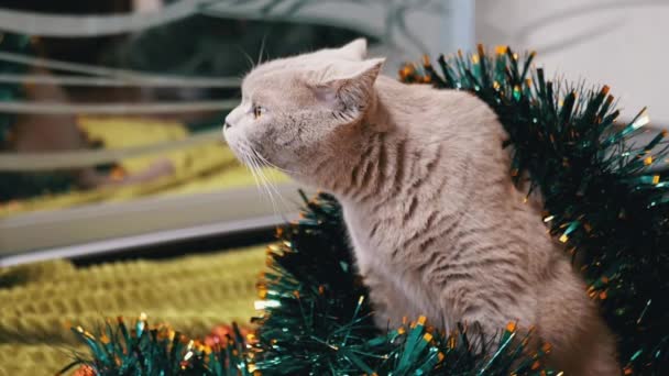 Cerca Gato Escocés Gris Sienta Una Guirnalda Verde Brillante Navidad — Vídeos de Stock