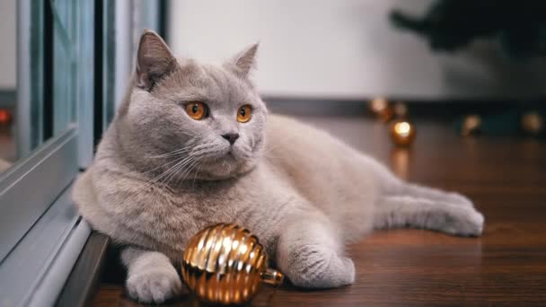 Retrato Gato Escocés Gris Yace Piso Con Bolas Navidad Habitación — Vídeo de stock