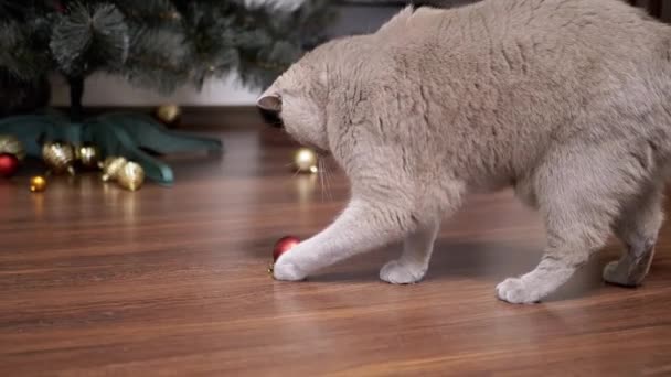 Active Gray British Cat Plays Christmas Ball Floor Room Close — Stock Video