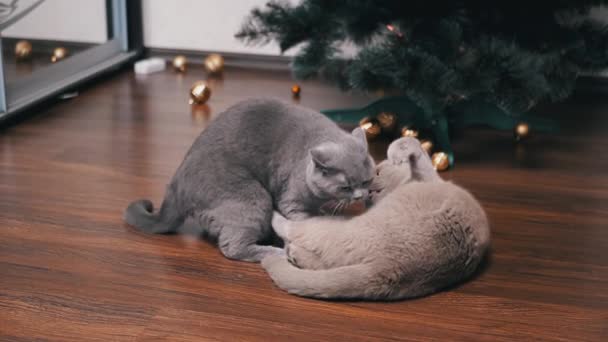 2つの強力な大きなふわふわの灰色の家庭用猫が部屋の床で戦っています クリスマスツリーの背景に対して屋内で吹き飛ばされたイギリスの猫の戦い 猫は噛み 攻撃する スローモーション 2025年 アメリカ合衆国 — ストック動画