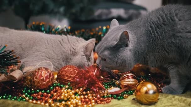 Dois Gatos Brincalhões Brincando Com Decorações Natal Brinquedos Natal Bolas — Vídeo de Stock