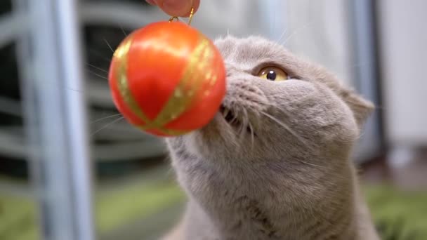Mano Jugando Con Una Brillante Bola Naranja Con Gato Cerca — Vídeo de stock