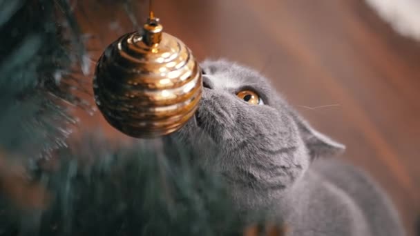 고양이는 파이어 브랜치에 크리스마스 장식으로 순수한 고양이는 핥습니다 움직임 크리스마스 스톡 비디오