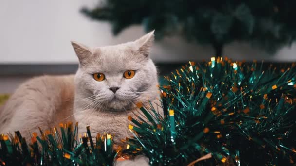 Großaufnahme Sitzt Die Graue Schottische Katze Einem Weihnachtlich Glitzernden Grünen — Stockvideo