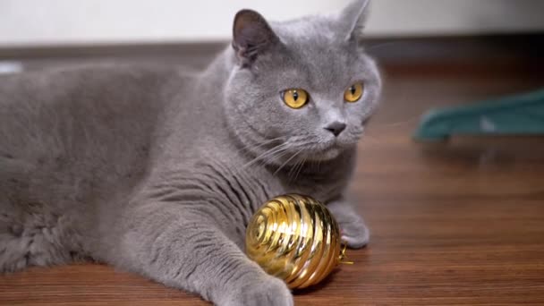 灰蒙蒙的英国顽皮的猫在地板上玩着圣诞小金球 靠近点肖像 一只长着绿色眼睛的毛茸茸的纯种大猫 在舔一个球 2025年 宠物游戏 — 图库视频影像