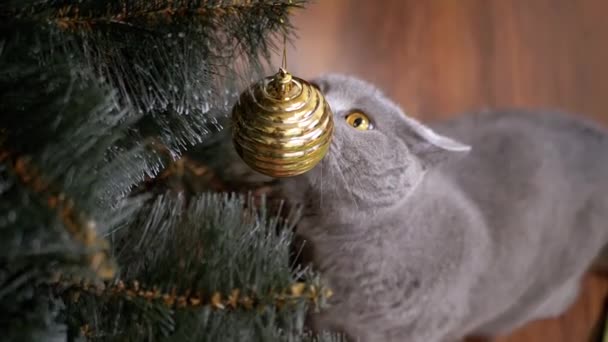 近距离观察 英国灰猫在冷杉树枝上玩圣诞装饰品 一只长着绿色眼睛的纯正有趣的猫 用舌头舔着一个金色的玻璃球 模糊的动议 圣诞树 2025年新年 — 图库视频影像